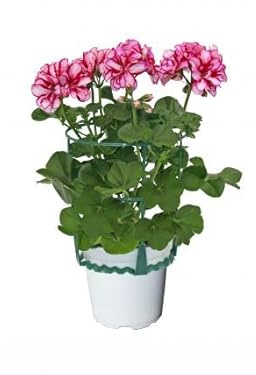 Gitanilla Natural - Pelargonium Peltatum - Planta para Crear un Oasis de Color