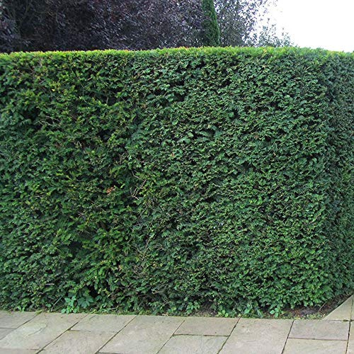 Eibe (Taxus Baccata) - Antiker immergrüner Baum für Sichtschutzhaine, pflegeleicht & schattentolerant