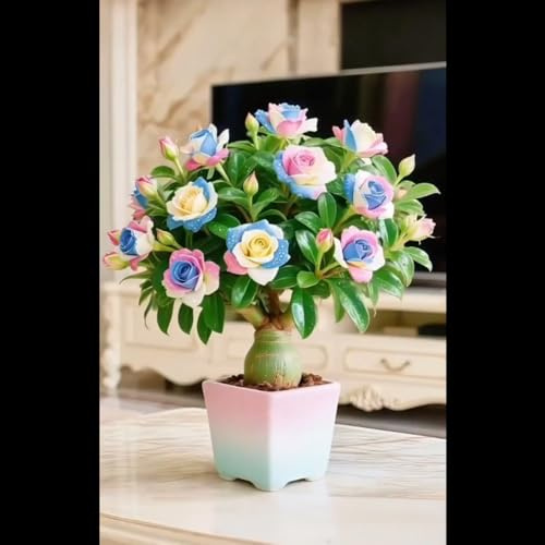 Adenium obesum bulbi,Piante perenni,Rosa del Deserto pianta vera,resistenti al freddo,Adenium obesum pianta,Tagliare,bulbi rosa del deserto(non artificiali)-1bulbi-C