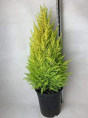 2 x Cupressus Wilma Goldcrest Conifer Árbol en un 2 LPot Evergreen 60 cm incluye maceta