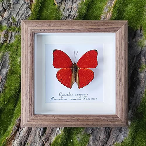 Véritable papillon de taxidermie - Ondulations de sang - Monté sous verre, cadre en bois massif fait à la main, belle décoration murale papillon, objets de collection uniques de taxidermie, décoration