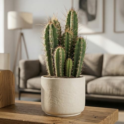 GardenersDream Neoraimondia herzogiana – Cactus grande purificador de aire en maceta. Planta fascinante y alta para escritorios, estanterías y ventanas