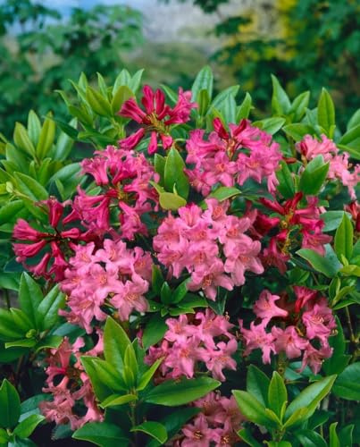 Alpenrose Rhododendron ferrugineum Tottenham 12-15 cm winterhart | Pflegeleicht, langsam wachsend, ideal für Steingarten und Kübel, robust, dekorative Blüte, halbschattiger Standort