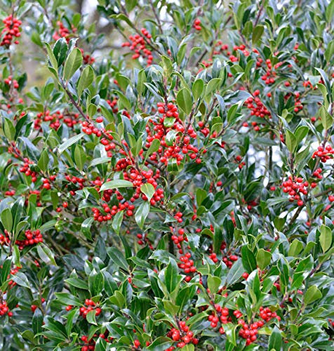 Hochstamm Stechpalme Nellie R Stevens 100-125cm - Ilex aquifolium - lebende Gartenpflanze aus den Baumschulen