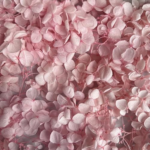 Preserved Dried Hydrangea - 5g of Hydrangea Flower Petals, UK Florist, for Wedding Decor, DIY, Handmade, Party Office Home Decor (Soft Pink)