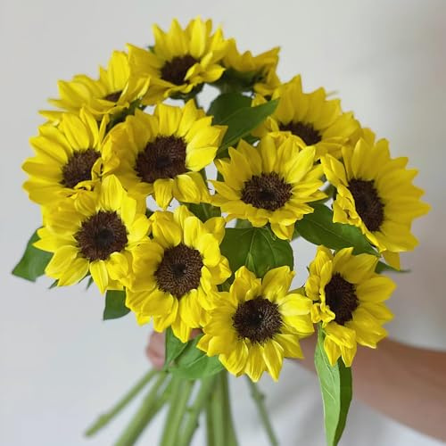 Sonnenblume - exotische zimmerpflanzen sonnenblumensamen balkongarten bodendecker stauden zimmerbonsai gartenpflanzen kletterpflanzen garten bio pflanzensamen indoor alte sorten 420samen
