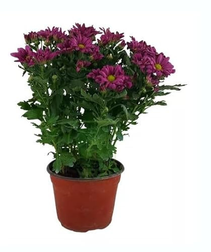 Chrysanthemum Flor Natural Regalo Perfecto para cualquier Ocasión