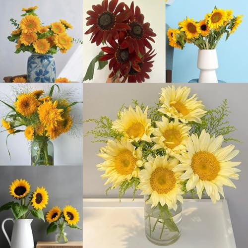 80 pcs Sonnenblumen samen - sonnenblumensamen - winterharte stauden mehrjährig, Helianthus annuus outdoor pflanzen, exotische pflanzen winterhart winterharte pflanzen für balkon winterfeste