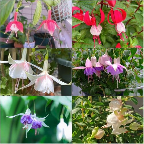 fuchsien - topf gartenblumen steingartenpflanzen winterhart balkonpflanzen pflanzensamen fuchsien sommerblumen bonsai kübelpflanzen stauden 600samen