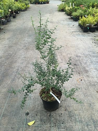 Citrus australasica 'Pink Crystal' greffé sur Poncirus trifoliata/Citronnier caviar 'Pink Crystal' / Conteneur de 5 à 6 litres/Touffe