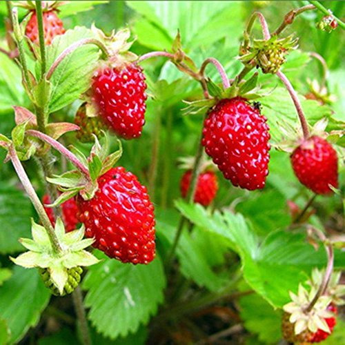 PREMIER SEEDS DIRECT - Alpine Strawberry Regina - 500 Finest Seeds