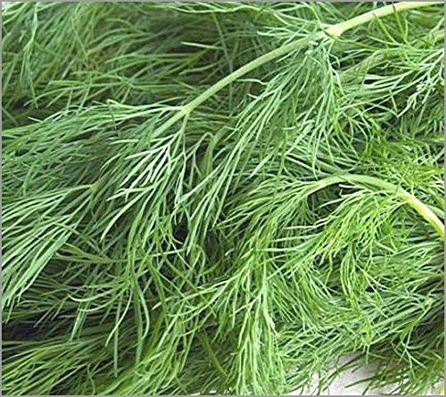 Dirt Goddess Super Seeds ~ Dill Seed (1 lb) Non GMO
