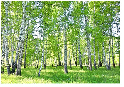 WallArena Vlies Fototapete, Wald, 368x254cm | Fototapeten - Tapeten - für Wohnzimmer Schlafzimmer - Vliestapete Wandtapete Tapete 3D Effekt- inkl. Kleister