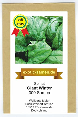Spinat - Winterspinat für Winter- und Herbsternte – Giant Winter - großblättrig – 300 Samen