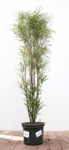 Rhamnus frangula 'Asplenifolia' 80-100 cm – Winterhart Mehrjährig Pflegeleicht – Faulbaum – Heckenpflanze für Garten & Sichtschutz