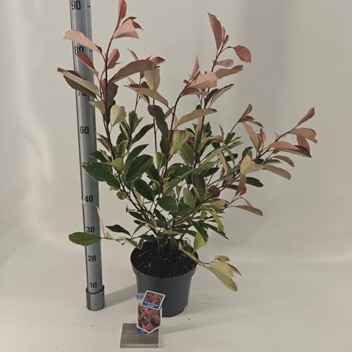 Fresh Plants Pflanze - Glanzmispel - Photinia fraseri Louise Topf Ø 23 cm - Höhe ca. 60 cm