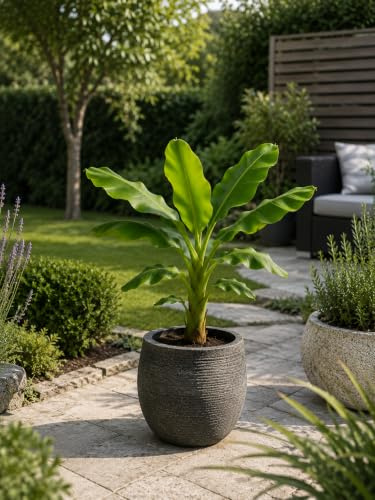 Musa Bananenpflanze Exotische Zimmerpflanze Tropische Grünpflanze ca. 80 cm