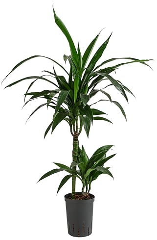 Dehner Drachenbaum Janet Lind, in Hydrokultur, ca. 100 cm, Ø Topf 15 cm | Dracaena, inkl. Wasserstandsanzeiger, zweitriebige Zimmerpflanze, für halbschattige bis schattige Standorte