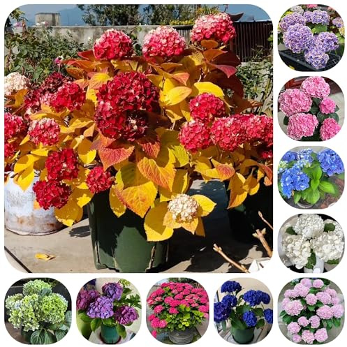 semillas de hortensia, semillas de raras silvestres Decoración jardín para exteriores perennes resistentes orgánicas 15pcs