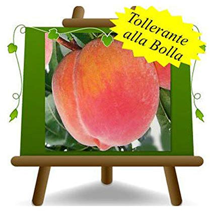 EURO PLANTS VIVAI Pêcher pêche à la pulpe jaune fruit tardif de San Gregorio plante fruitière résistant à la bulle en pot 20 cm hauteur 150-170 cm - Âge 2 ans