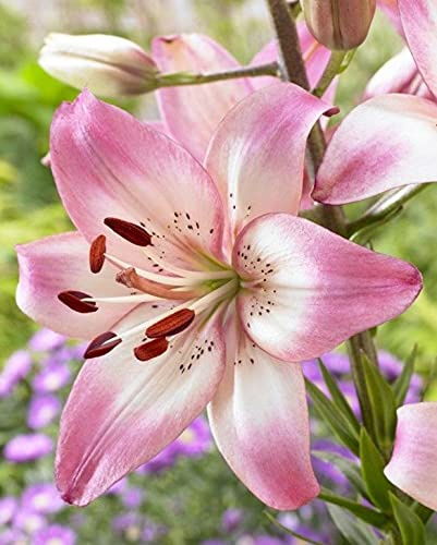 5 Blumenzwiebeln Asiatische Lilie rosa  Rosella`s Dream  bis 120cm *RARITÄT*
