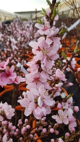 Prunus persica DIAMOND® 'Zaipevi' / Pêcher Nain DIAMOND® 'Zaipevi' / Conteneur de 5 à 6 litres/Arbuste Fruitier