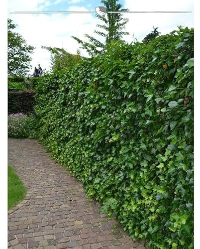 Irischer Efeu Hedera hibernica 100-125 cm im Topf. Angebot: 12 Pflanzen. Winterhart