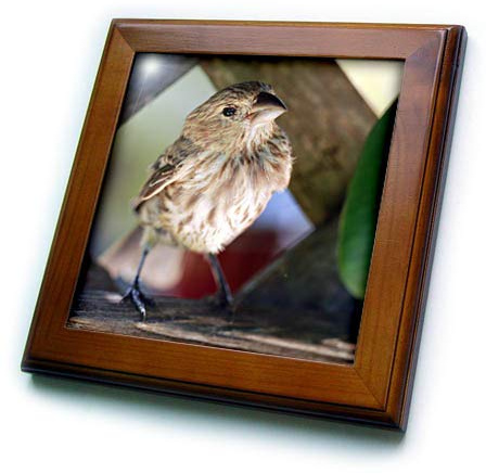 8x8 Framed Tile - Macro photograph of a house finch on wooden lattice. Stamp City - birds