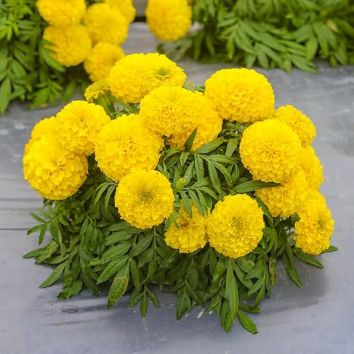 semi di calendula perenni - calendula, Balcone, resistenti di calendula decorazioni, luoghi soleggiati rustiche 400pcs