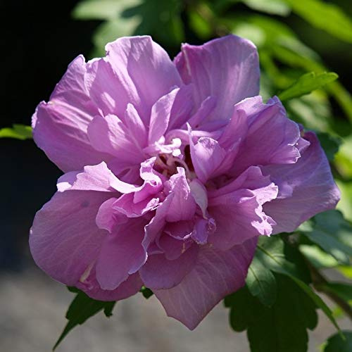 Gartenhibiskus Roseneibisch Lavender Chiffon® - Eibisch Hibiscus syriacus lila gefüllte Blüte