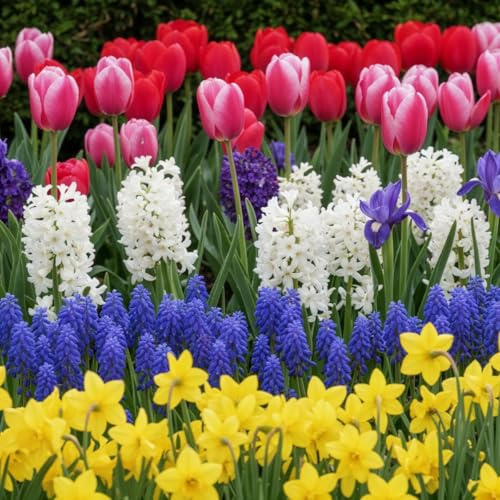 Bulbes De La Collection De Fleurs Printanières : Tulipe Scarlet Baby, Tulipe Apeldoorn Jaune Doré, Tulipe Christmas Marvel, Jonquille Head To Head, Jonquille Salomé, Jonquille Ice Follies