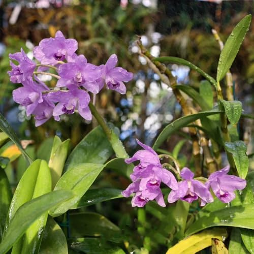 Semillas de orquídea Cattleya - raras Cattleya híbrida - resistentes exóticas semillas de interior de balcón decoración 350pcs