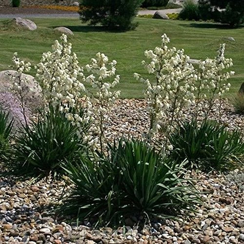 Palmlilie - Yucca filamentosa Containerware 30-40cm Hoch