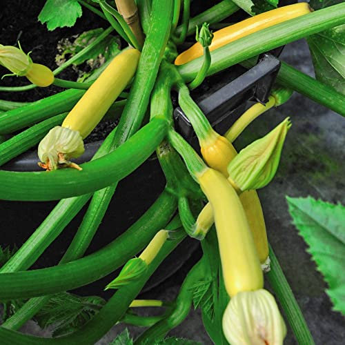 Yellow Courgette Seeds 'Shooting Star' F1 Hybrid Climbing Cucurbita Pepo Zucchini Half-Hardy Annual Easy to Grow Your Own Garden Vegetables 1x Packet (Approx. 8 Seeds) by Thompson and Morgan