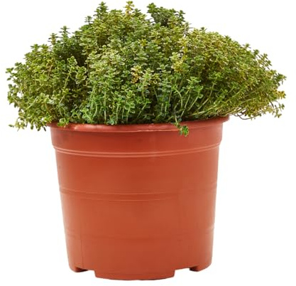 Verdecora Tomillo Limón en maceta Ø15cm | Thymus citriodorus | Planta Aromática Natural | Aroma Fresco y Cítrico | Ideal para Cocina y Jardín