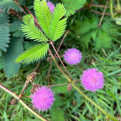 mimosen - mimose - küchenkräuter balkonpflanzen, balkon steingartenpflanzen winterhart gartenblumen kräutersamen, winterharte garten 60pcs