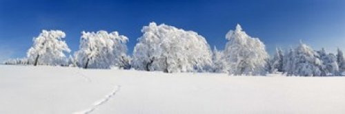 Posterazzi PPI137959S Snow covered Common Beech (Fagus Silvatica) trees Schauinsland Black Forest Baden-Wurttemberg Germany Poster Print, 18 x 6