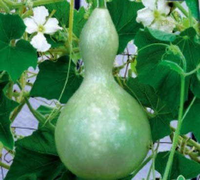 Stk - 8x Zierkürbis Flaschenpflanze Vogelhaus-Patisson Samen Garten KS301 - Seeds & Plants Shop by Ipsa