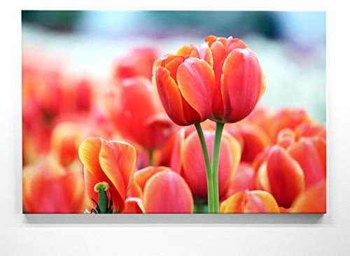BilderKing Ein Wunderschönes Blumen-Bild, Rote Tulpe - als großes XXL Leinwand-Bild 120x80cm. Ideal als Wandbild und Dekoration für Wohnzimmer & Schlafzimmer. Aufgespannt auf 2cm Holzrahmen