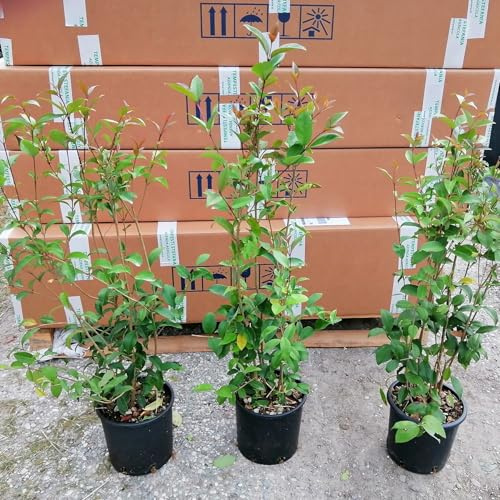 Ligustro Japonicum, 24 piante alte 60/80 cm, vaso Ø16