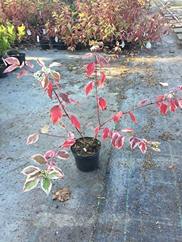 Cornus alba Sibirica Variegata 30–40 cm – Winterhart, Mehrjährig, Pflegeleicht – Hartriegel – Heckenpflanze für Garten & Sichtschutz
