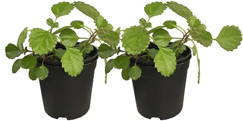 DECOALIVE Duo de Plantas del Dinero para Interior Plantas de la Fortuna Naturales, 8436601572875