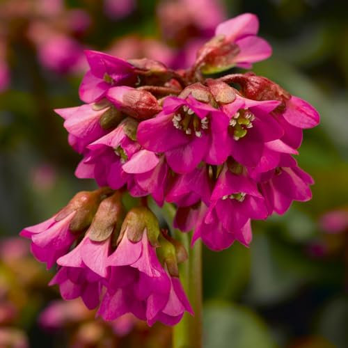 Bergenia 'Shoeshine Rose'. 2L Plant. Rose Pink Perennial Flowers. Elephant's Ear. Available from Bedwen Plants