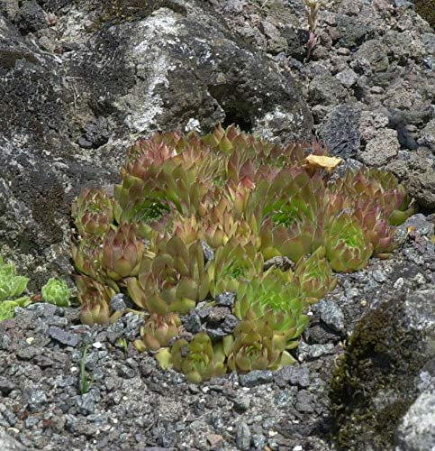 Dachwurz Topas - Sempervivum cultorum - lebende Gartenpflanze aus den Baumschulen