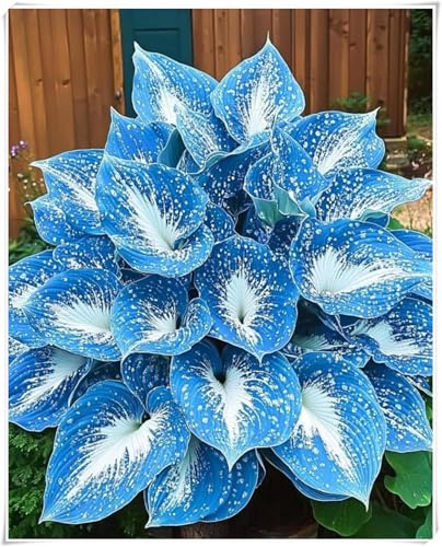 Rizomas de Hosta -Curiosos, Vivaces, Exclusivos, Exótica, Serenos - Cuidado Sencillo y Gran Adaptabilidad-4 Rizomas-A