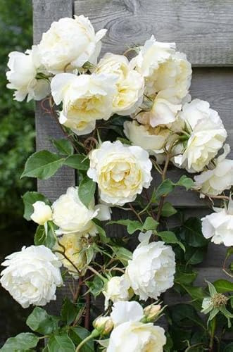 Rose Crazy in Love Vanilla – Cremefarbene Kletterrose – Ø15cm – 65cm Höhe – Duftende Gartenrose mit langer Blütezeit – Für Terrasse, Balkon & Garten