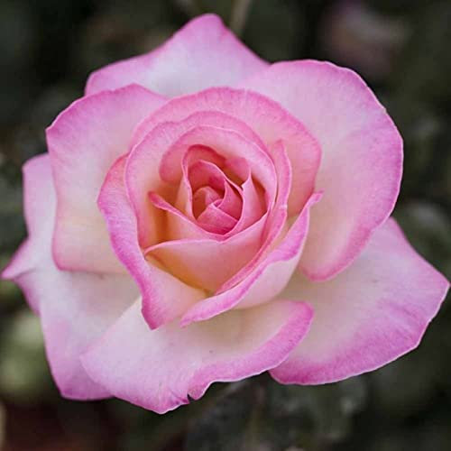 Verdecora Rosal Grandiflora Bicolor - Planta Natural con Flor - Rosa Perfumada de plantación (Bicolor Princesa de Mónaco)