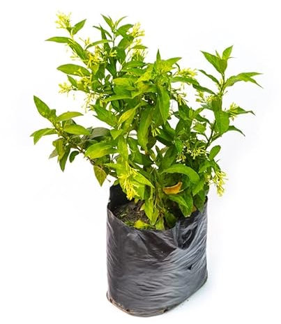 DECOALIVE Galán de Noche o Dama de Noche Arbusto Natural de Exterior