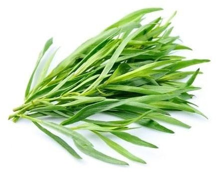 Tarragon Plant Seeds Green 50pcs