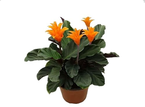 Calathea Crocata Natural Planta de Interior o Exterior